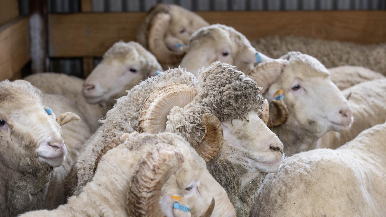 Wool prices lift after long slide