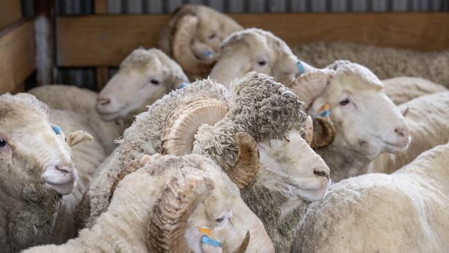 Merino rams. Picture: Zoe Phillips