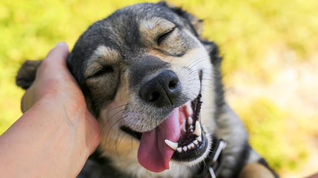 I’ve got two dogs and love them dearly. But unless of course licking your nether regions is a sign of intelligence, they’re not equal to humans. Picture: iStock