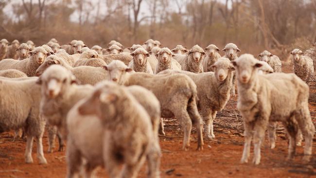 Drought ravaged north west NSW is battling through one of the worst dry spells in history. This aerial image shows wandering sheep looking for food at James Foster's property 90km west of Walgett. Picture: Sam Ruttyn.