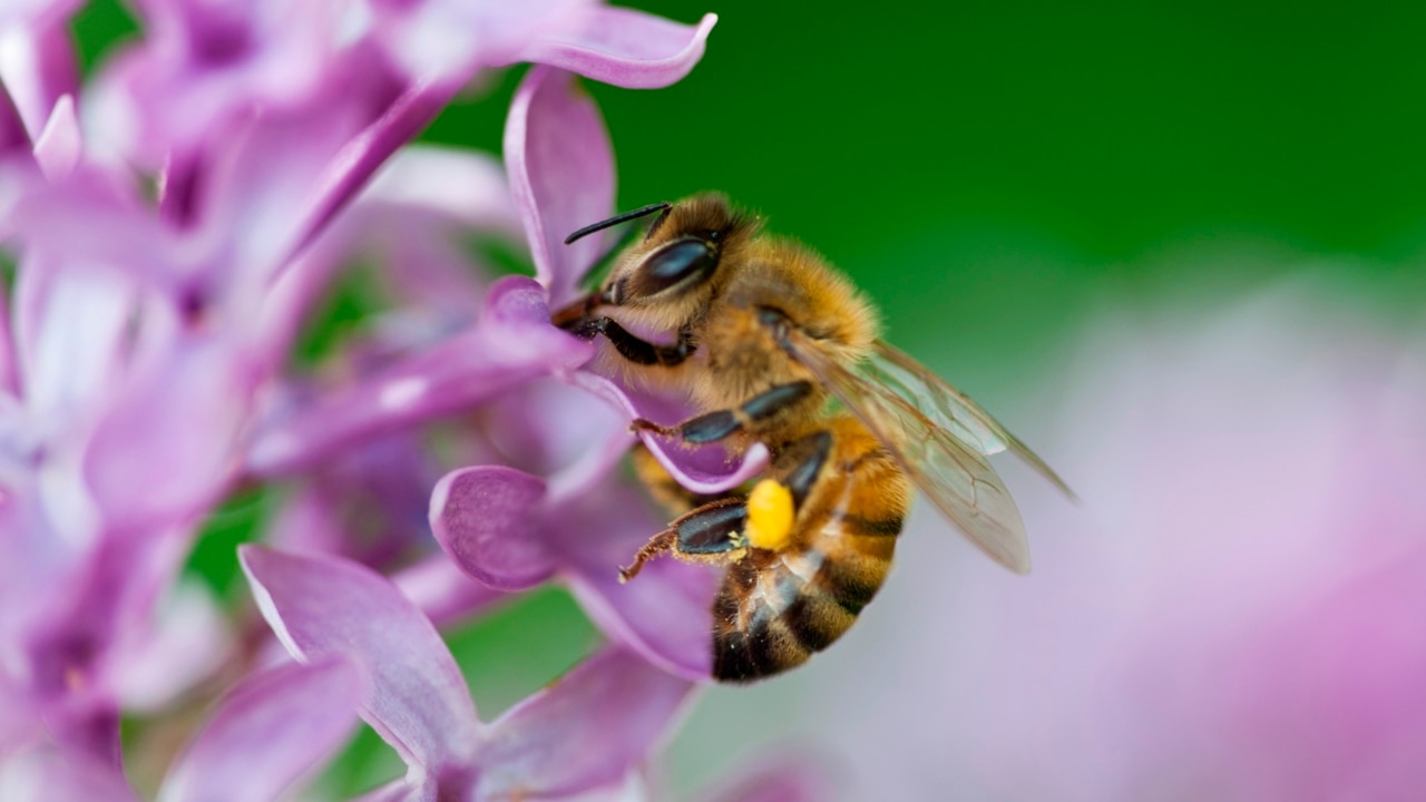 Researchers mount campaign to rescue dwindling bee populations