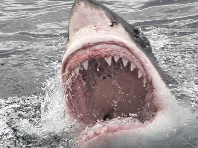 Great White Shark showing his big jaws when jumping out of the water for a deadly attack. MUST CREDIT Image: iStock