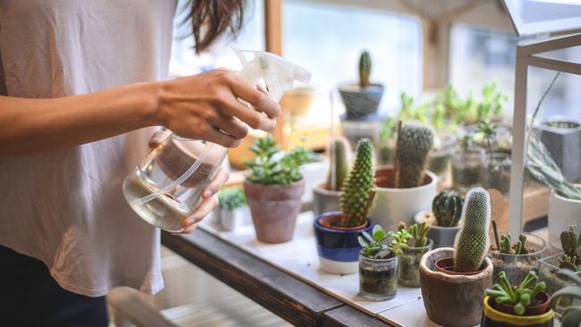 The cactus is the most popular house plant on Instagram according to new research.