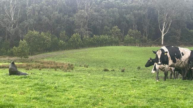 Ms McGee said the seal and her cows had chased each other around the paddock. Picture: Karli McGee.