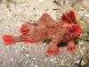 Code red: Wild handfish evacuated amid marine heatwave extinction fears