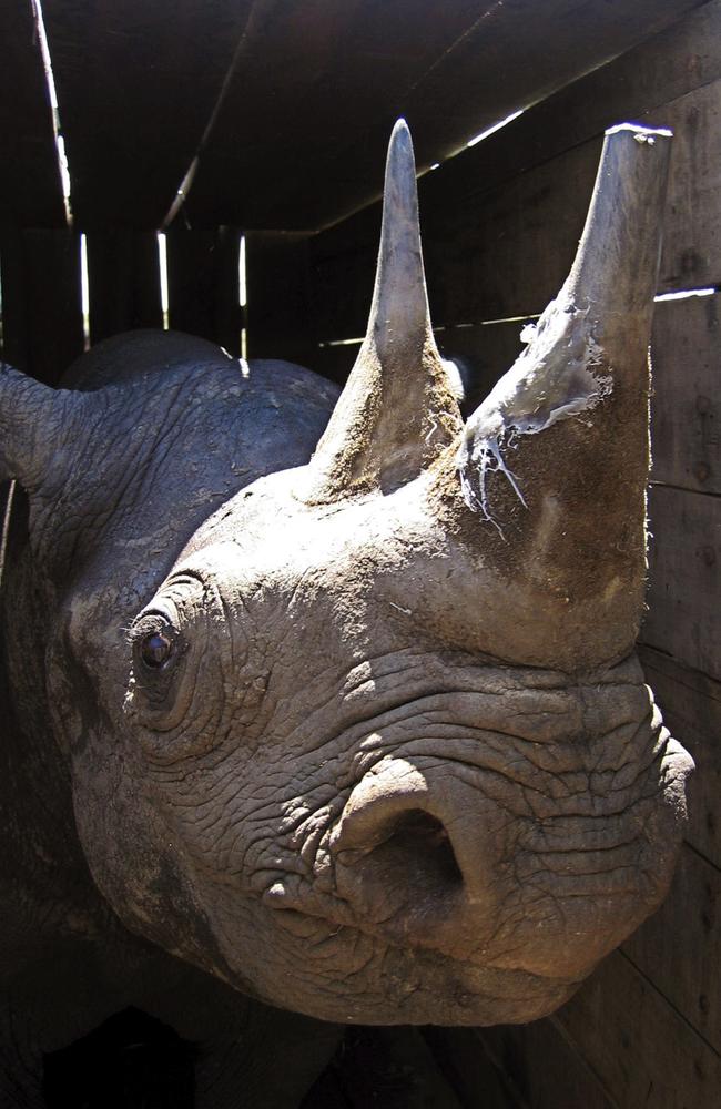 FILE — In this file photo taken on Saturday, April 30, 2005, a fully grown 30 year old female black Rhino, after it had its horn cut to place a radio location device stands in wooden crate before being relocated. A Kenyan wildlife official on Friday, July 13, 2018 says seven critically endangered black rhinos are dead following an attempt to move them from the capital to a national park hundreds of kilometres away. (AP Photo/Sayyid Abdul Azim, File)