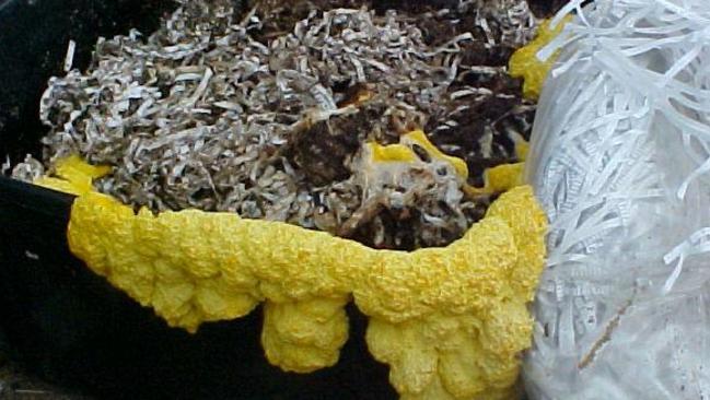 Don’t let slime mould out of your sight. Here it has overtaken a rubbish bin full of wet shredded paper. Picture: Lotusgreen/Creative Commons