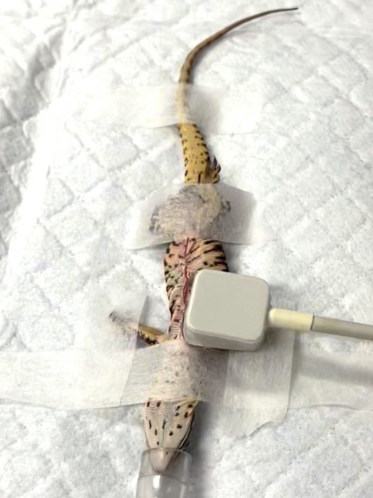 Dr Josh Llinas performs life saving surgery on Stitch the spiny-tailed monitor. Photo: The Unusual Pet Vets