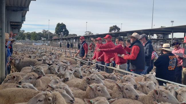 Ewes that sold for $280 at Bendigo prime sheep and lamb sale on Monday April 28, 2025.