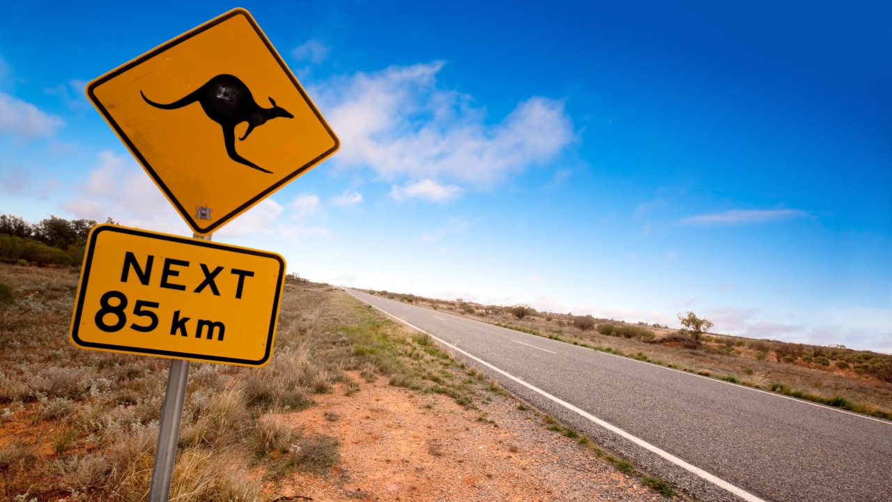 Road Trip Advice: What To Di If You Hit An Animal On The Road | Escape ...