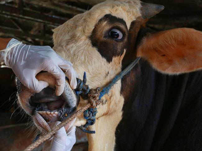 This picture taken on June 24, 2022 shows a veterinarian inspecting cattle for foot-and-mouth disease in Bandar Lampung, Lampung province. - A foot-and-mouth disease outbreak has ripped through two Indonesian provinces since April, killing thousands of cows and infecting hundreds of thousands more, raising consumer fears ahead of Eid al-Adha. (Photo by PERDIANSYAH / AFP) / TO GO WITH AFP STORY INDONESIA-AGRICULTURE-ANIMALS-FARM,FOCUS BY AGNES ANYA AND MARCHIO GORBIANO