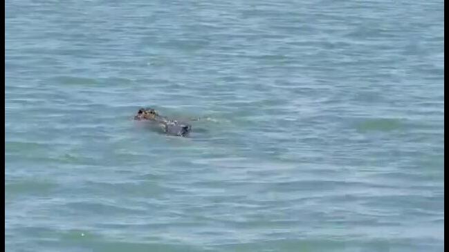 Croc captures huge turtle for dinner in Bynoe Harbour