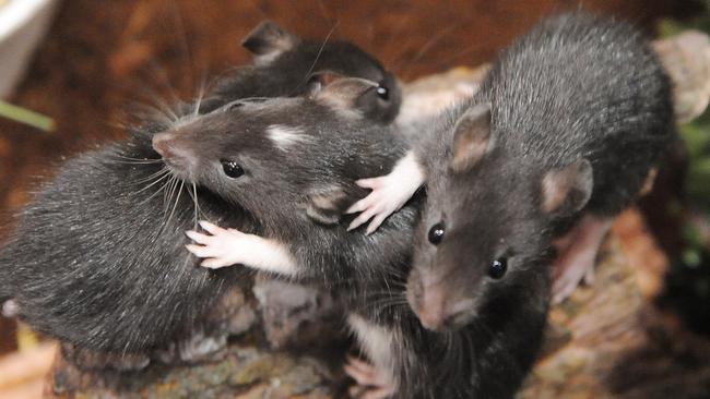 ’Loudly squeaking’ mice have been seen running through a ward at The Alfred.