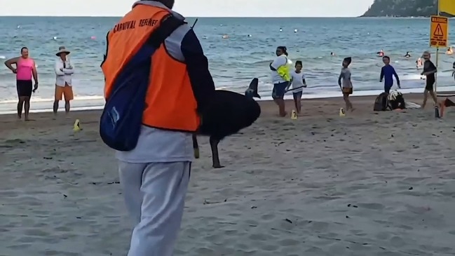 Qld cassowary interrupts beach nippers