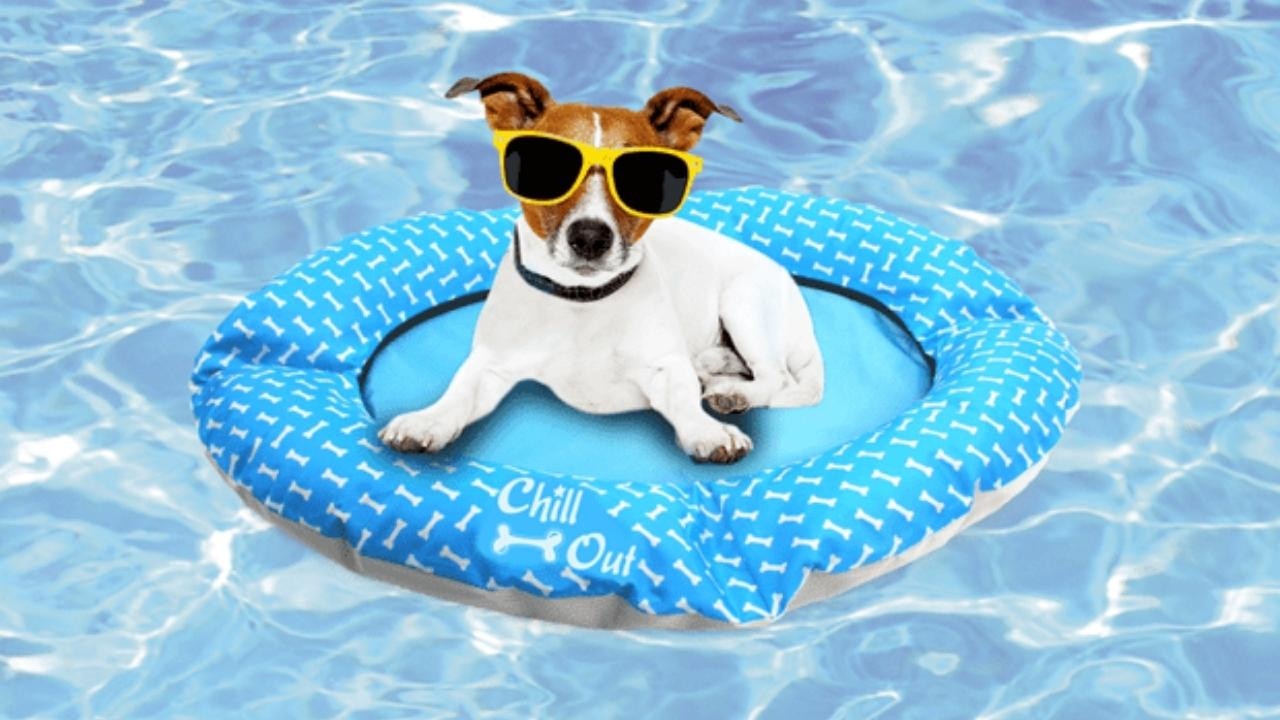 pet cooling beds