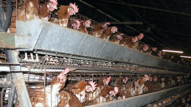 Factory farming may make meat more affordable but it is morally repugnant in terms of the prolonged misery it inflicts on sentient animals.