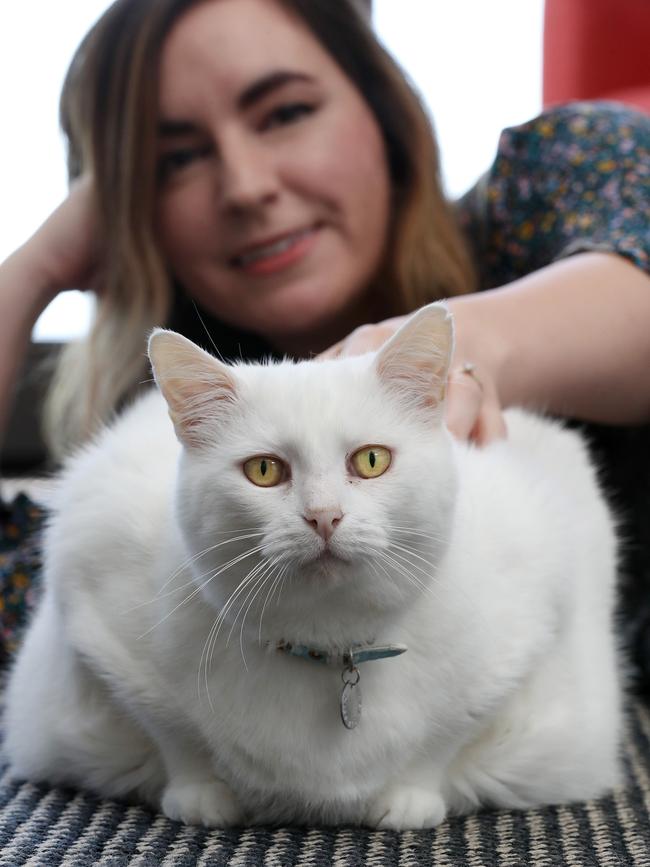 Cuddly Coco the cat needs to lose some weight. Picture: Liam Kidston