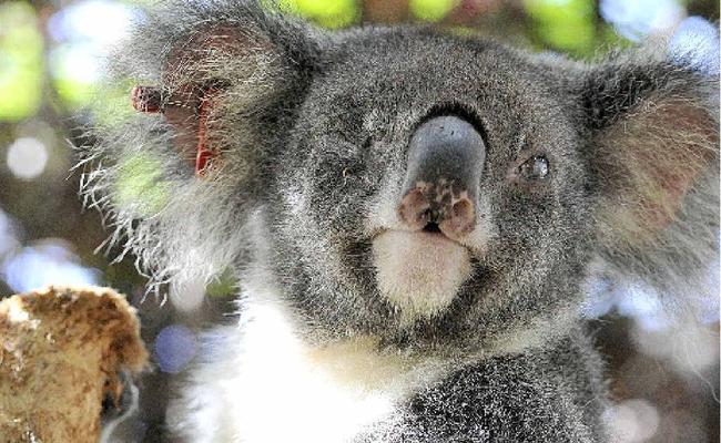 Hera the blind koala at Friends of the Koala. Council yesterday passed a plan to save members of her species in the wild. . Picture: Cathy Adams