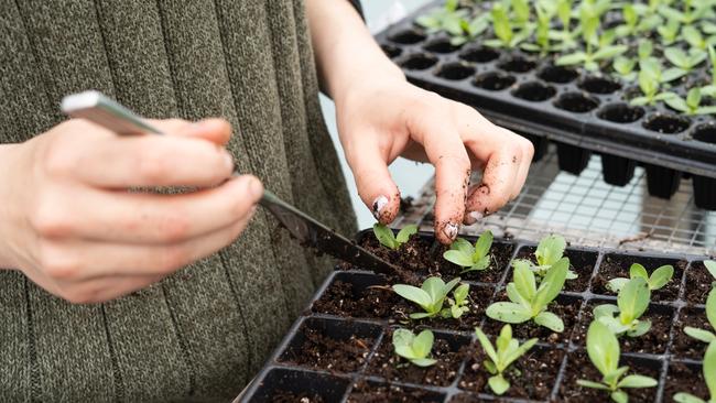 The application proposed the erection of two greenhouses to be used to propagate potted plants.