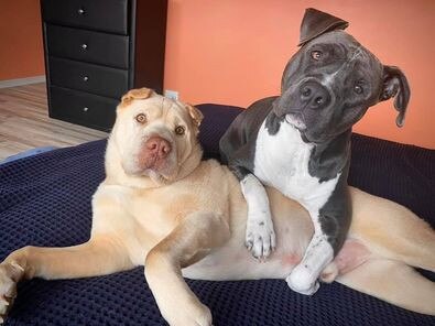 Gold Coast's cutest dogs: Bear and Narla. Submitted by Liam Findlay.
