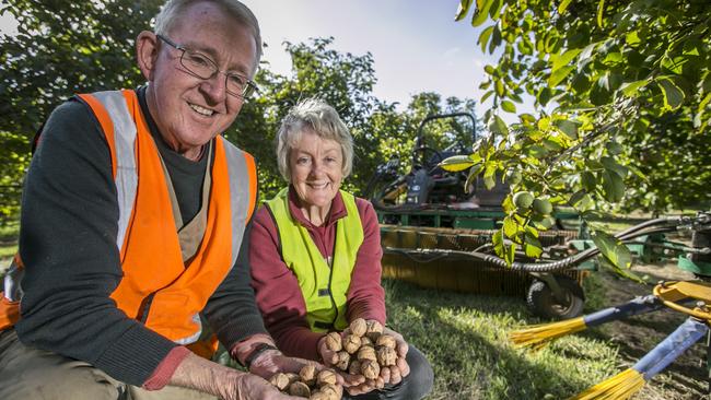 Tas Country. Phil and Jane Dening begin the walnut harvest at their Richmond property. Photograph Eddie Safarik