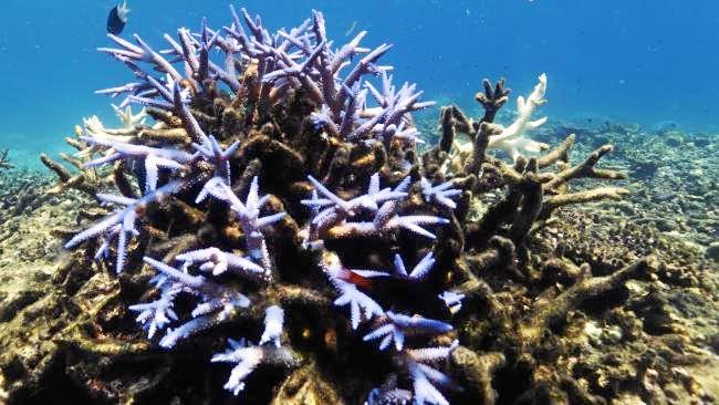 The impact of unprecedented back-to-back coral bleaching at two shallow Reef sites off Port Douglas. Picture: Lachie Millard