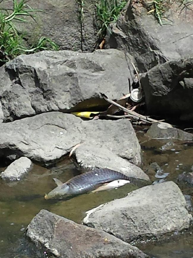 Dead fish in Dandenong Creek. Picture: Supplied