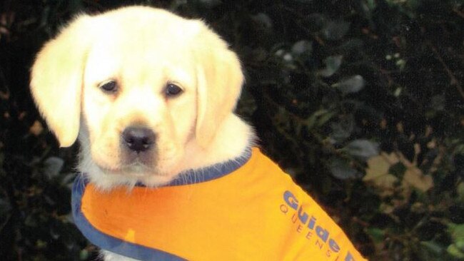 Goldee as a puppy in her years in the Guide Dog training program. Picture: Supplied.