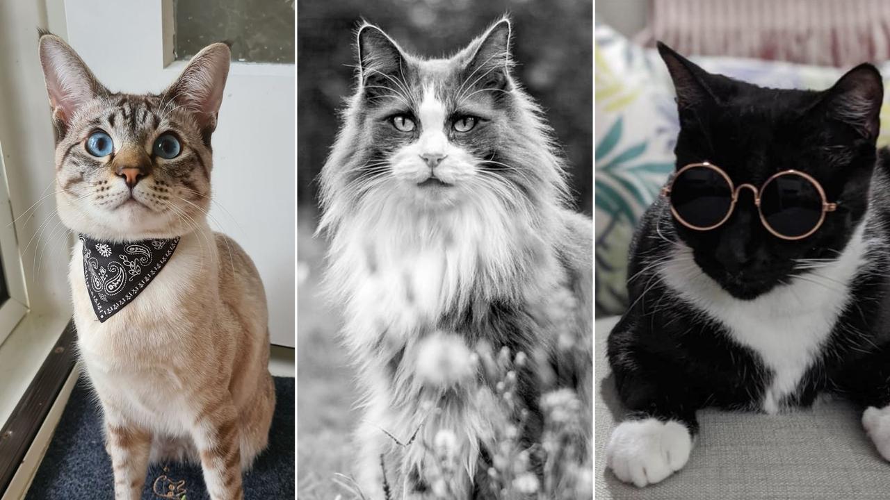 Vote now for who think should be crowned Ipswich's cutest cat.