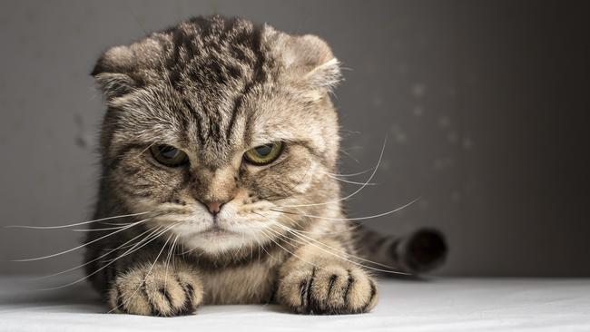 One woman fails to clean up after her cats – leading to foul smells through a high-rise building.