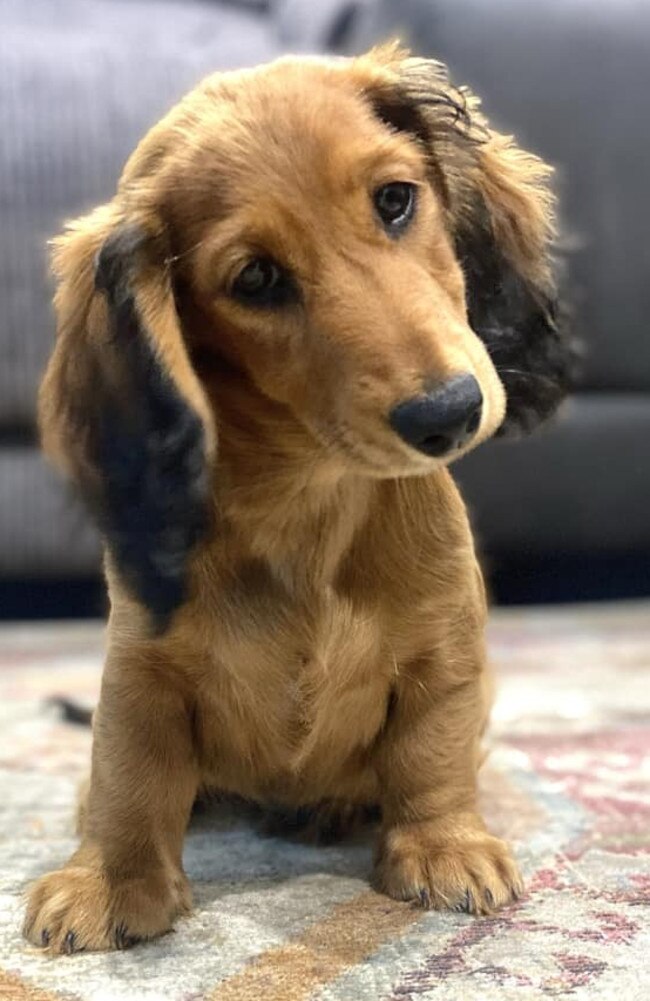 #4 Peach: Caitlin Harvey’s 2 year old long haired red dachshund