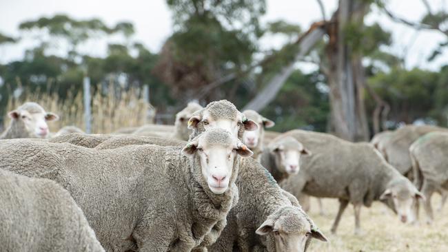 Wool price opened the year strong and the Wisharts are determined to put out high quality product. Picture: Zoe Phillips