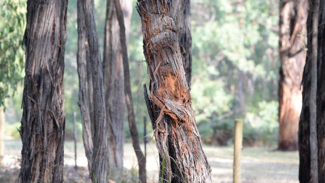 The vehicle slammed into this tree after rolling a number of times. Picture: Lawrence Pinder