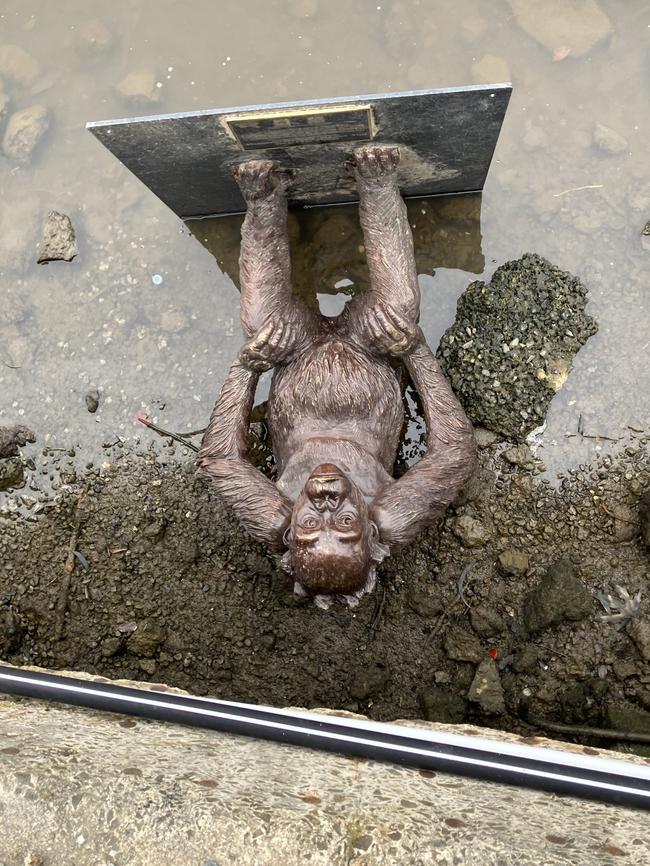 Neroli the baby orangutan in the Yarra River at Docklands.