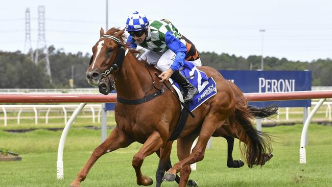 Lightly-raced gelding Winston Hills can bring up the hat-trick at Randwick. Picture: Bradley Photos