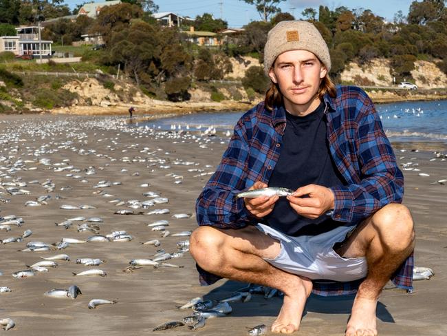 Confronting find as dead fish cover beach