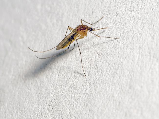 A mosquito with a protruding proboscis sits on a white wall. Text space. Background.