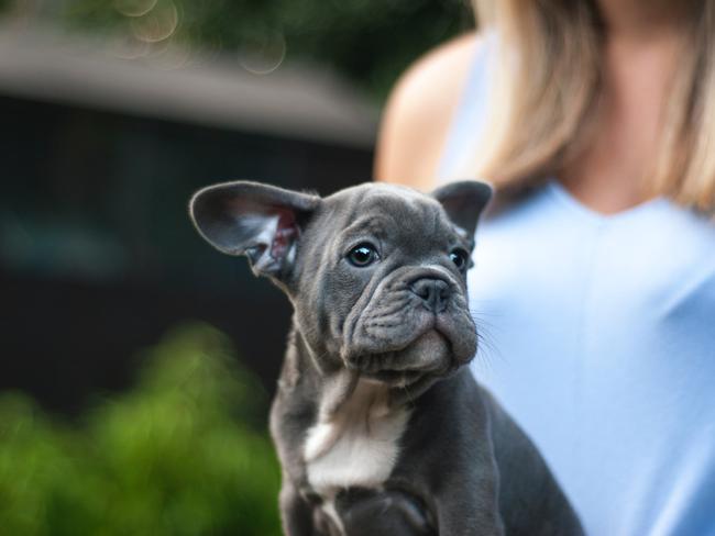 A french bulldog was taken on the Gold Coast.