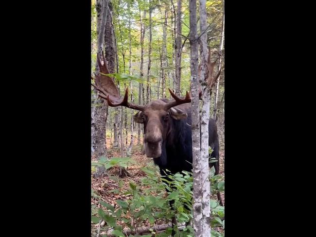 Terrifying moment man gets run down by huge moose