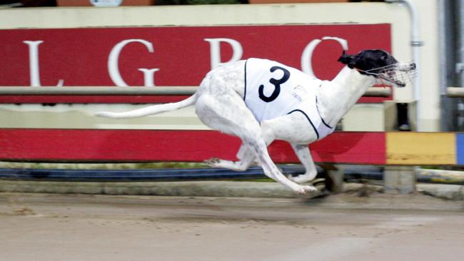 Greyhound racing. PICTURE: PETER STAPLES