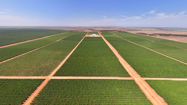 RRG Capital Management are selling their 230ha of vineyards, Talia Farms at Lyrup in the SA Riverland region.