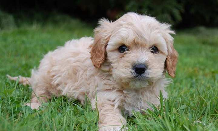 do cavoodle puppies shed