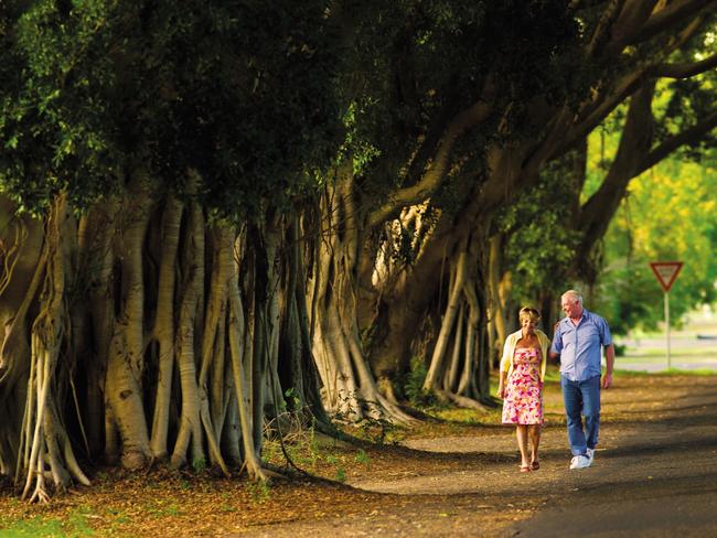 Grafton's Fig Tree avenue - one of the many places to be recognised in Top Tourism Town nomination for Grafton and Maclean