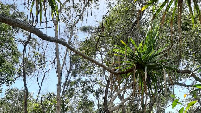 Broad leaf tea-tree woodlands. Picture: Supplied