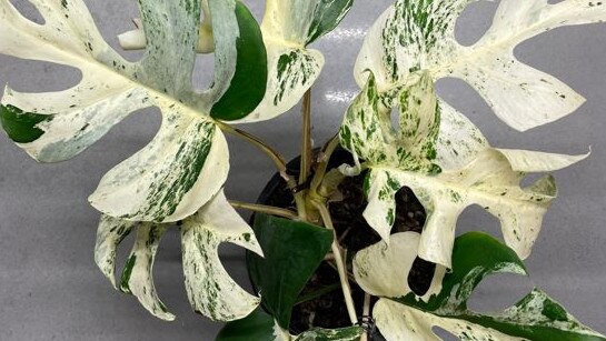 A houseplant with just nine leaves has sparked a bidding war on a New Zealand auction site, selling for a record-breaking $27,000. Picture: Trade Me