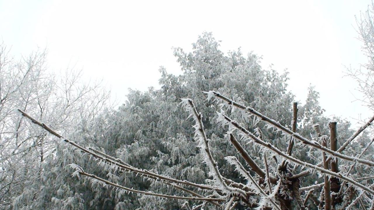 Jan had an album on Facebook for photos of trees around him. Picture: Facebook/Jan Zon van Dorsten