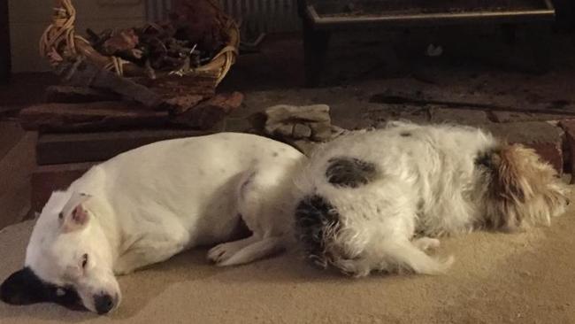 Steve Herbert's dogs Patch (left) and Ted. Picture: Facebook