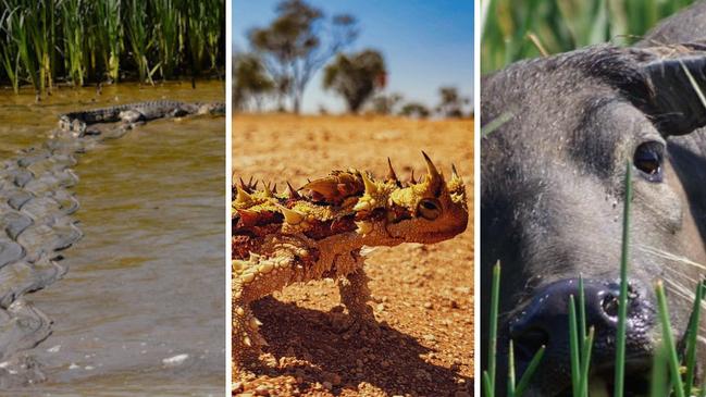 Vote now in the NT News' best wildlife photography poll.