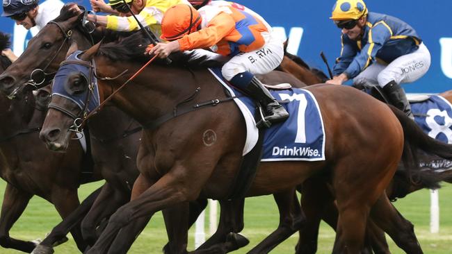 Cuban Royale is on track to make it a hat-trick at Rosehill on Saturday. Picture: Grant Guy
