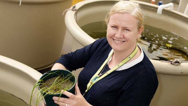 Central Queensland University marine ecosystems research conducted by Associate Professor Emma Jackson at Gladstone has propelled the university into the top seven per cent globally in the Times Higher Education Impact Rankings.